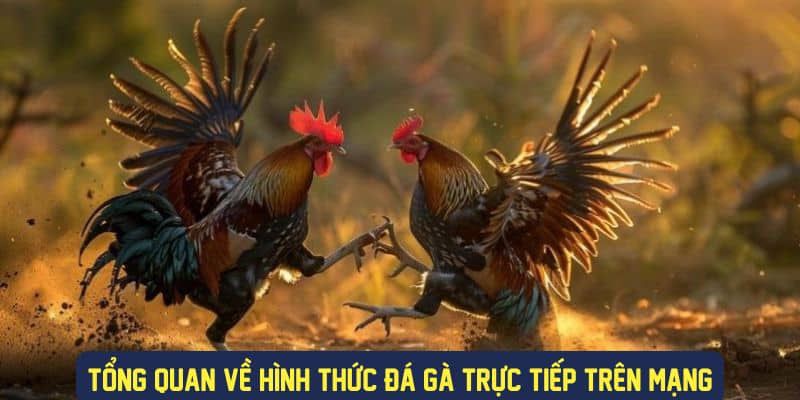 Đá gà trên mạng hôm nay