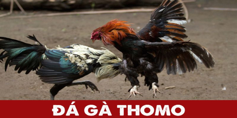 Luật tham gia Thomo không hề phức tạp cho người mới