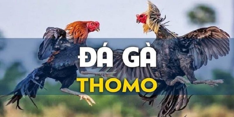 Đá gà Thomo là sự lựa chọn lý tưởng trong giải trí